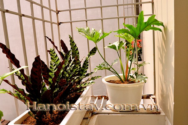 Budget Price Serviced Apartment Rental in Center of Cau Giay district, Hanoi 7