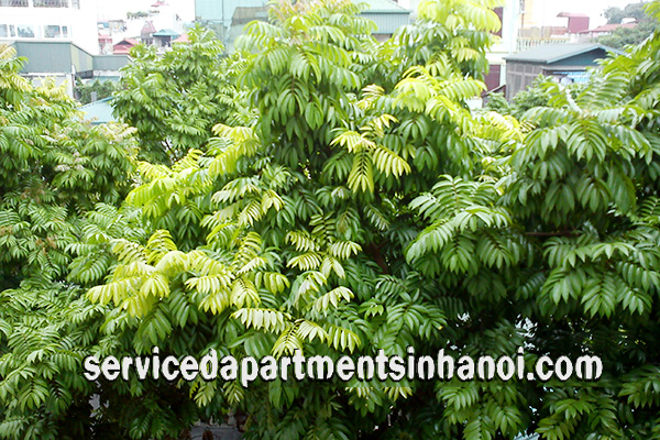 Cheap apartment near Truc Bach area with cheap price 9
