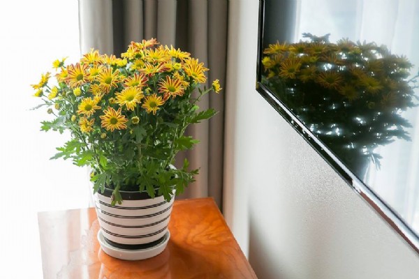 Cozy Studio Type Property Rental in Tu Hoa street, Tay Ho, Big Balcony 13
