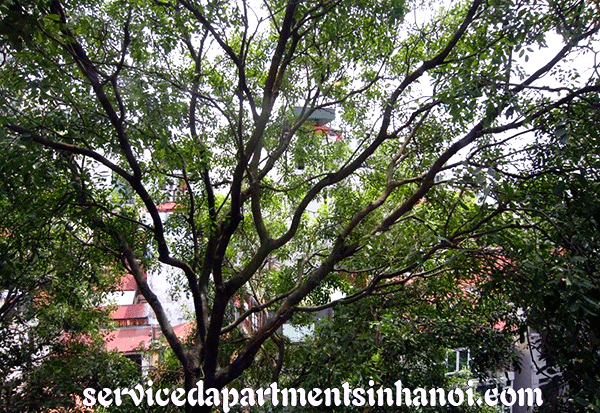 Newly renovated apartment rental in Trieu Viet Vuong st, Hai Ba Trung. Full service 2